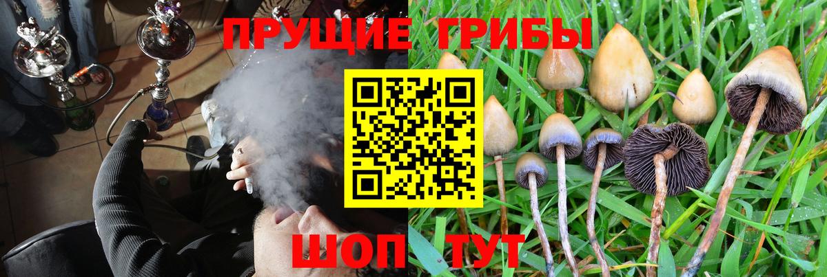Альметьевск  Псилоцибиновые грибы Psilocybine cubensis  Вход с VPN 